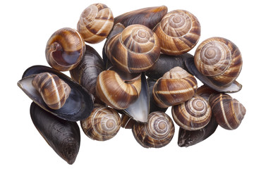 mussels and snails on the isolated background