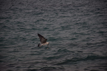 Gaviota cogiendo anzuelo I