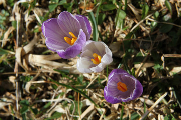 Fioritura dei crocus