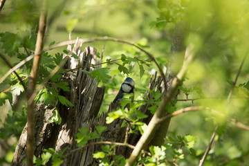 mésange bleue