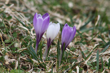 Fioritura dei crocus