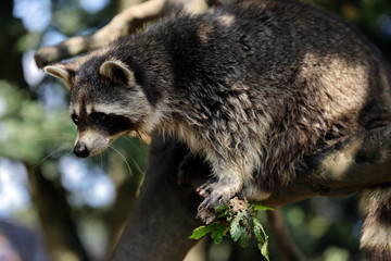 Portrait of of lotor common raccoon (procyon lotor) on the tree branch