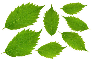 Naklejka na ściany i meble separate green leaves on the isolated background