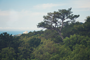 Landscape. a lonely tree on top of a mountain.