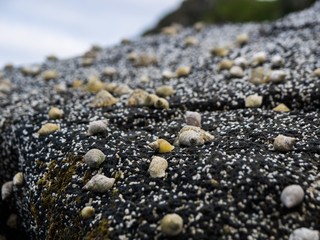 Group of dog whelk on barnacle covered rock (front focus)