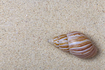 white sand and a cockleshell