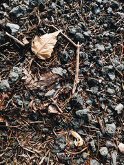 walk in the forest. stones and leaves 