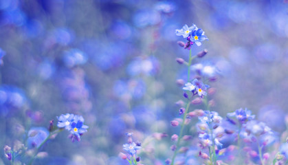 Little blue flowers (Myosotis) on a spring field.selective focus