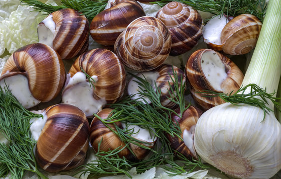 Boiled grape snails in garlick sauce