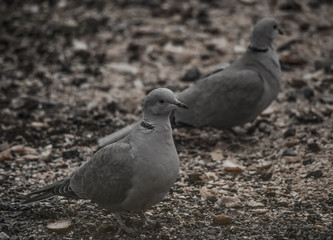 couple de tourterelle