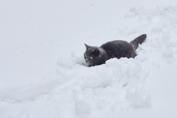 dark gray cat walks on fresh white deep snow on the territory of a private house on a cold winter day