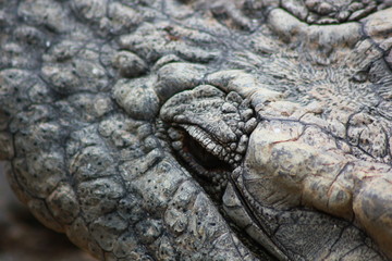 Obraz premium Krokodilauge