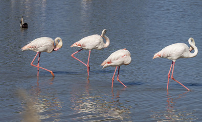 Phoenicopterus roseus. Les flamants de camargue