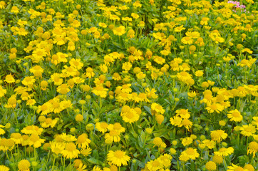 the yellow Flowers -Background with the Flowers