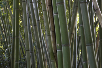 Bamboo stems background