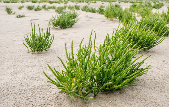 Queller auf dem Sandboden in der Nordsee