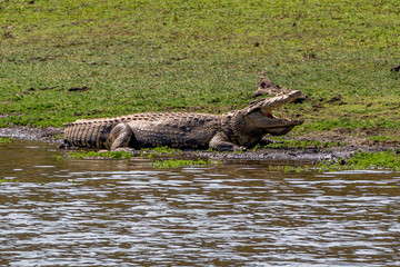 Crocodile with its mouth open resting near the water, Matopos, Zimbabwe
