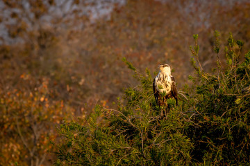 Young fishing ealge standing on a tree, Matopos, Zimbabwe