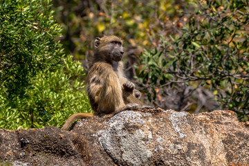 Baboon looking out for dangers, Matopos, Zimbabwe