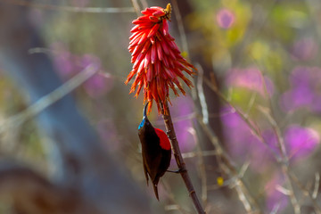 Chalcomitra senegalensis comon name: Scarlet chested sunbird, Matopos, Zimbabwe