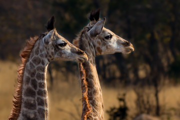 Two very young giraffes waiting for the adults to give the all clear, Matopos, Zimbabwe