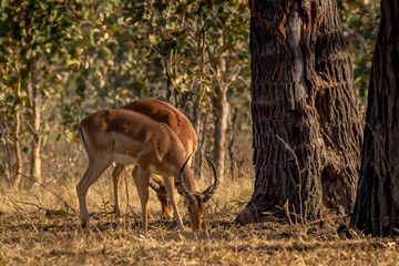 Naklejka na ściany i meble Impala feeding early morning, Hwenge national park, Zimbabwe