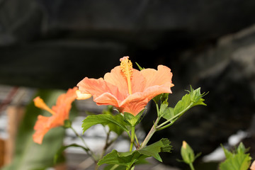 seiten ansicht einer roten hibiskus blüte fotografiert in einem tropenhaus mit makroobjektiv © BMFotos