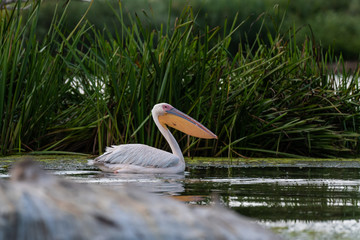 Pelican on the wather
