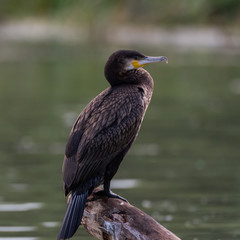 Cormoran in delta