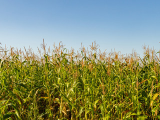 Corn field on blue sky