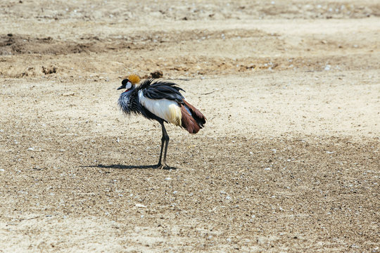 beautiful crown crane
