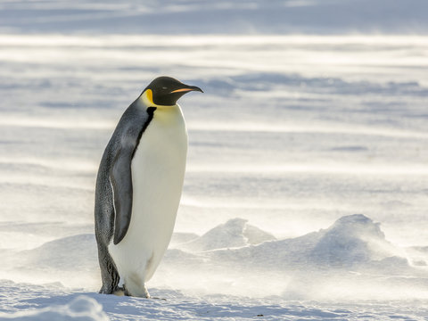 Lone Emperor Penguin on the frozen Weddell Sea in strong winds