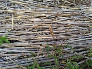 Dried Stems Of Reeds