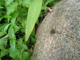 Spider On A Stone