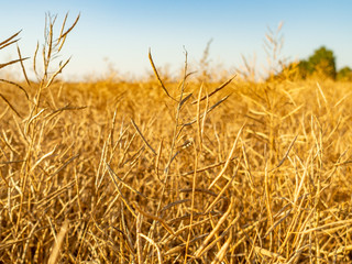Autumn landscape. Yellow field and blue sky.