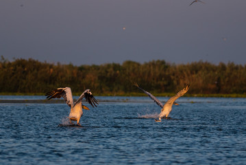 Pelicans of Danube Delta in flight BIF