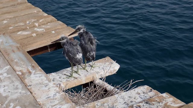  Two fledgling herons stand next to nest on wooden pier against the backdrop of the sea. Arabian Reef-egret or Western Reef Heron (Egretta gularis schistacea)

