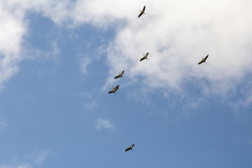 common cranes in the sky