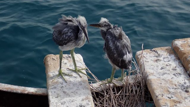  Two fledgling herons stand next to nest on wooden pier against the backdrop of the sea. Arabian Reef-egret or Western Reef Heron (Egretta gularis schistacea)

