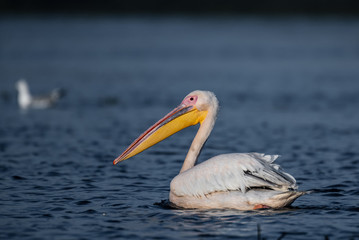 Pelicans of Danube Delta