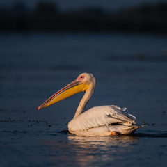Pelicans of Danube Delta