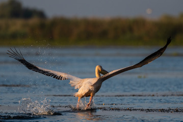 Pelican takeoff
