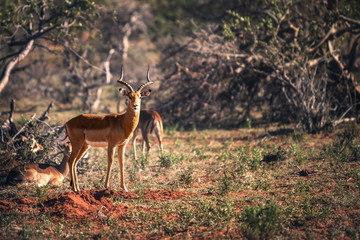 Male Impala (Aepyceros melampus) staring at the camera from the African bush. Two female impalas in the background.