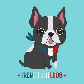 Dog breed French Bulldog. Puppy in a bandage in the colors of the French flag.