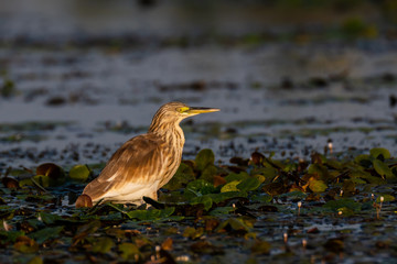 heron of dela