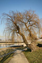 SONY DSC © Michal45