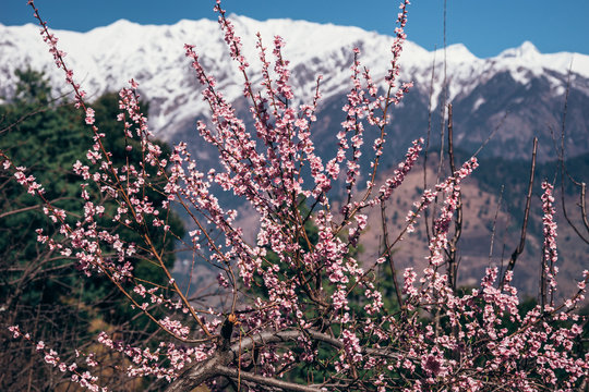 Spring in Kullu, Himachal Pradesh, blooming tree