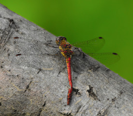 libellule 