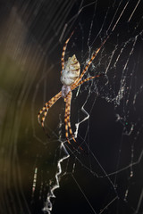 Spider in its web.