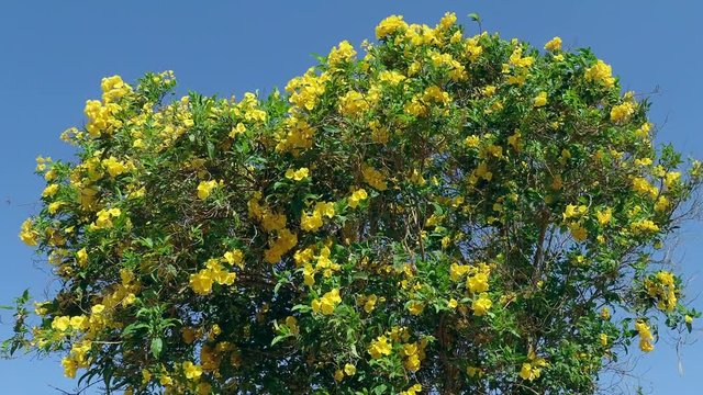  
Yellow trumpetbush or Yellow Bells (Tecoma stans)
